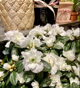 Hovedbilde Azalea, hvit